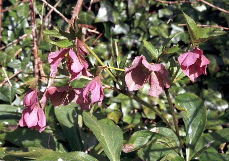 HELLEBORUS ORIENTALIS