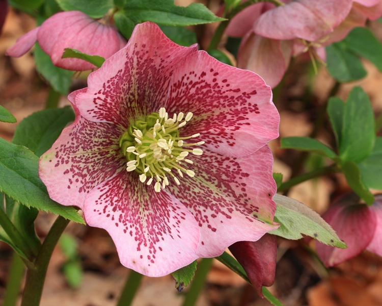 HELLEBORUS ORIENTALIS