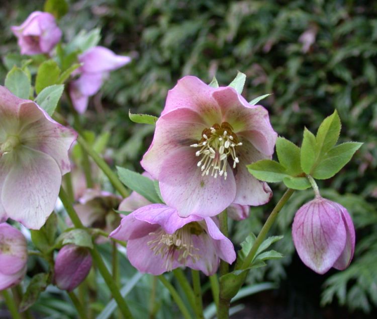 HELLEBORUS ORIENTALIS