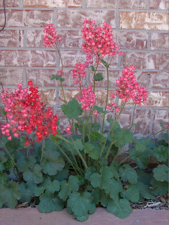 HEUCHERA SANGUINEA SPLENDENS