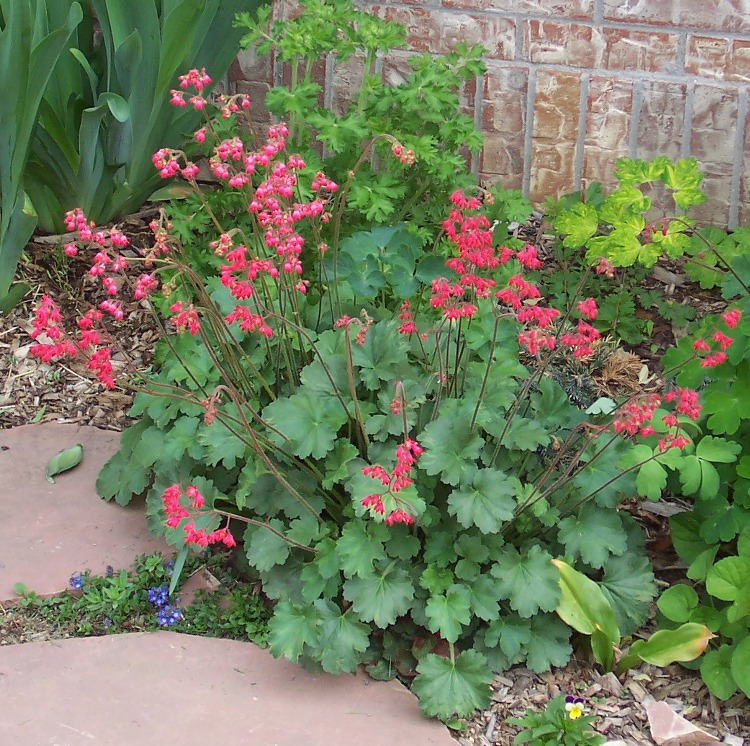 HEUCHERA SANGUINEA SPLENDENS