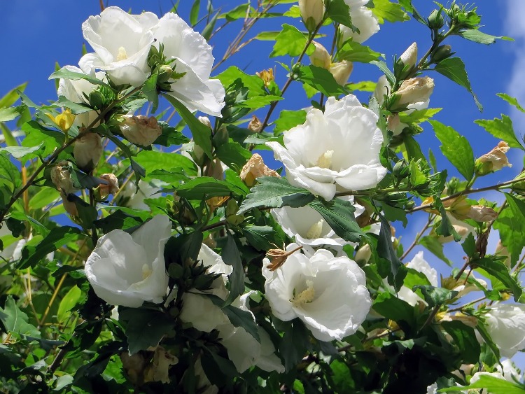 HIBISCUS SYRIACUS WILLIAM R. SMITH