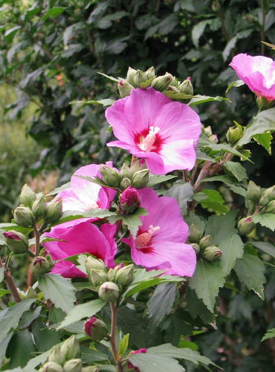 HIBISCUS SYRIACUS WOODBRIDGE