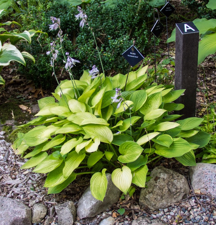 HOSTA BIRCHWOOD GOLD