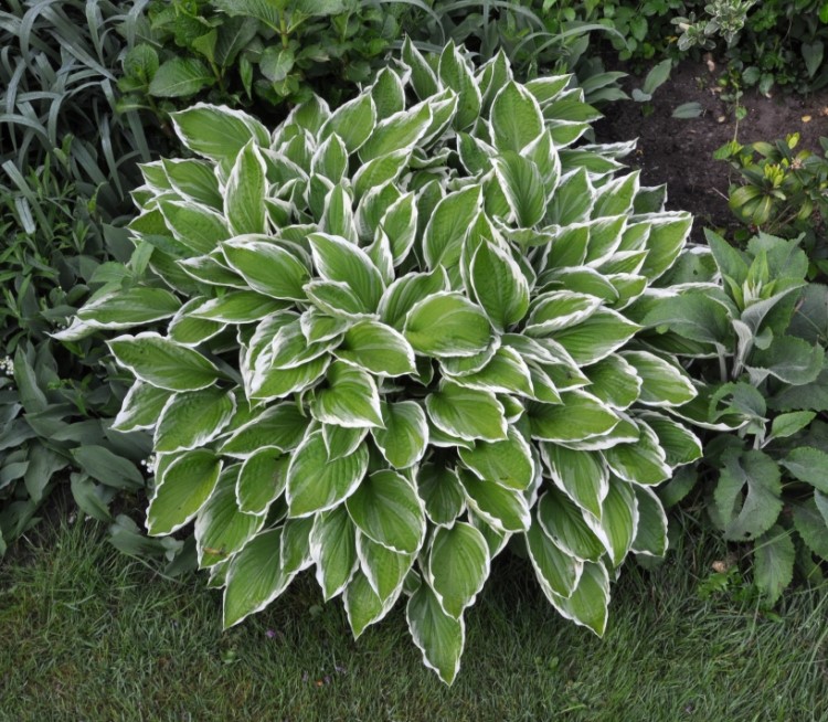 HOSTA UNDULATA ALBOMARGINATA