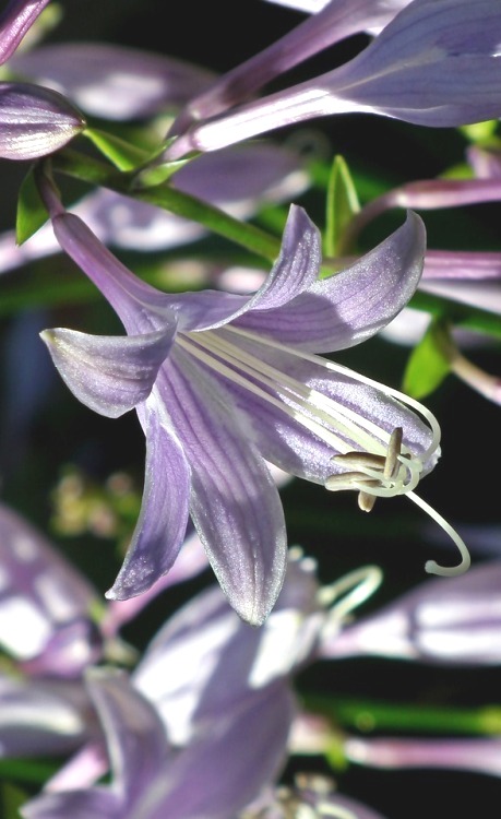 HOSTA UNDULATA ALBOMARGINATA