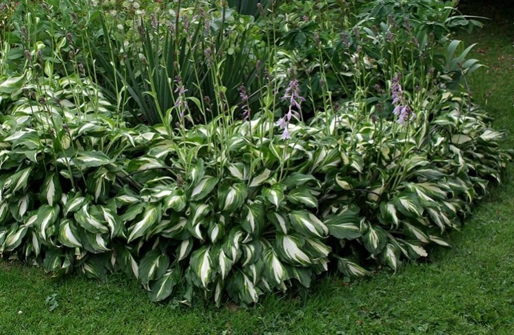 HOSTA UNDULATA MEDIOVARIEGATA
