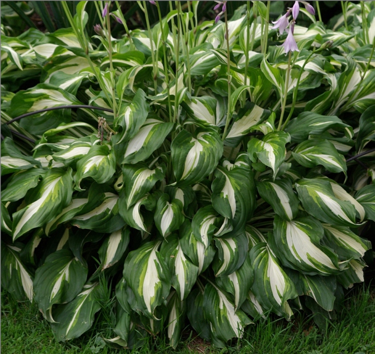 HOSTA UNDULATA MEDIOVARIEGATA