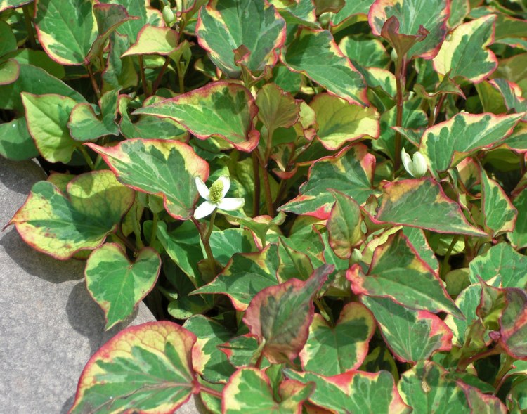 HOUTTUYNIA CORDATA CHAMELEON