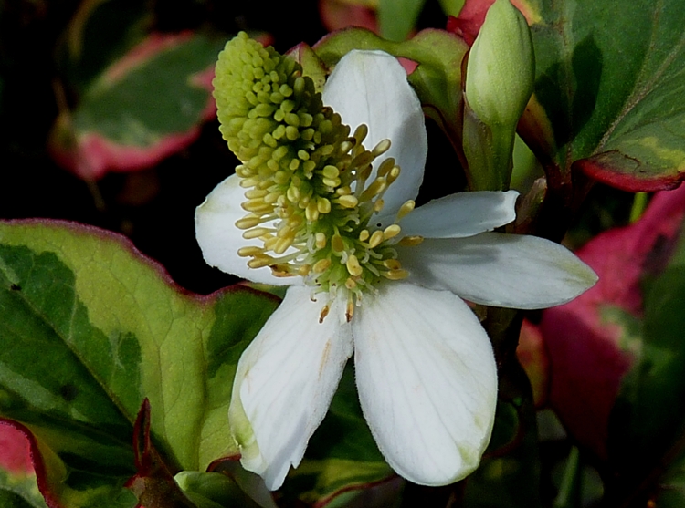 HOUTTUYNIA CORDATA CHAMELEON