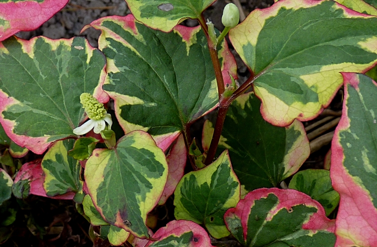 HOUTTUYNIA CORDATA CHAMELEON