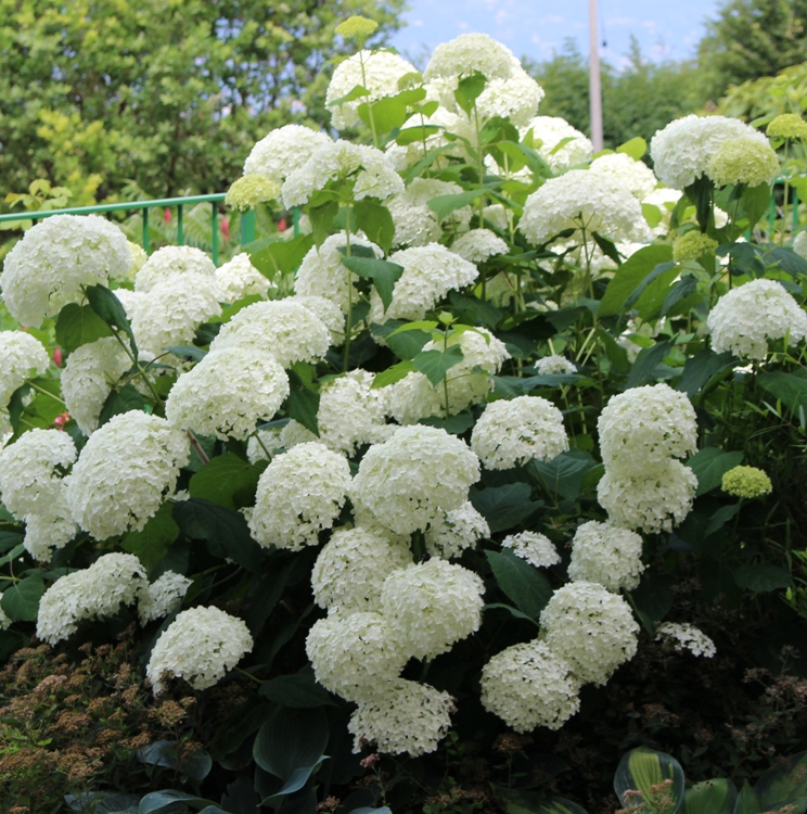 HYDRANGEA ARBORESCENS ANNABELLE