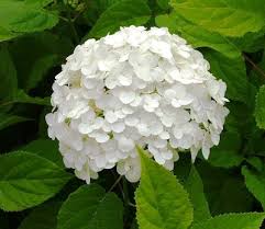 HYDRANGEA ARBORESCENS ANNABELLE