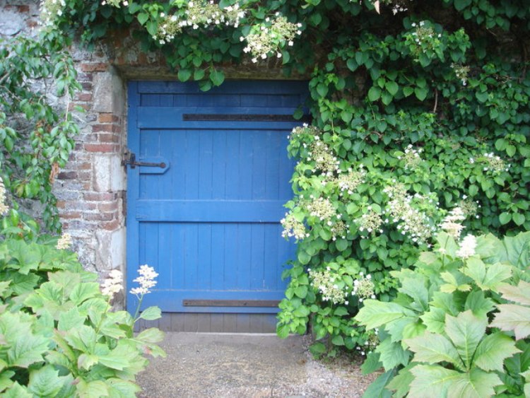 HYDRANGEA ANOMALA PETIOLARIS