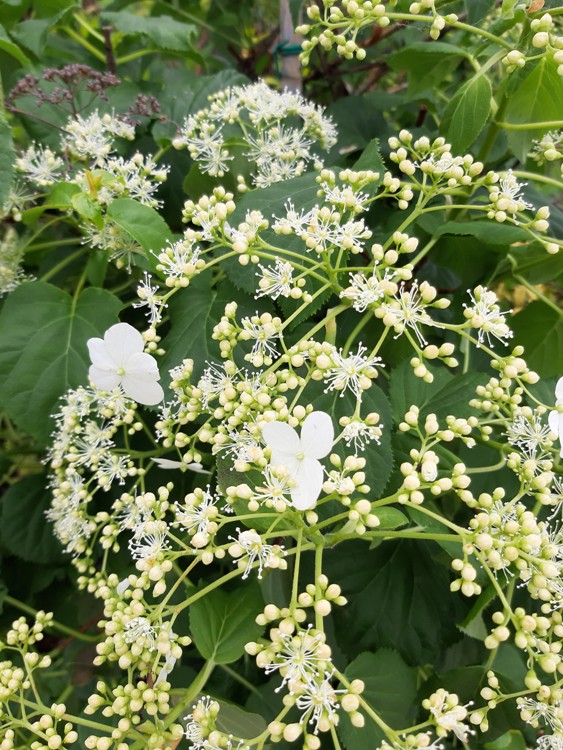 HYDRANGEA ANOMALA PETIOLARIS