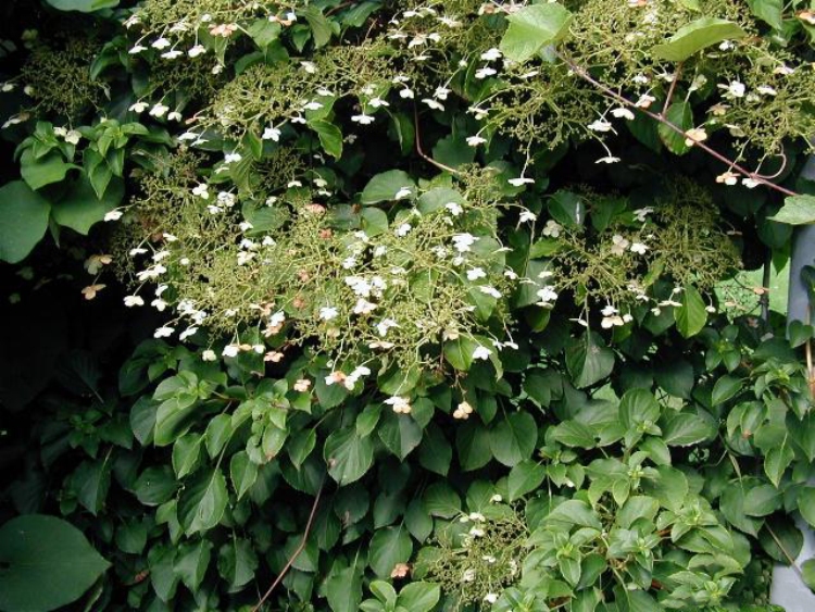 HYDRANGEA ANOMALA PETIOLARIS
