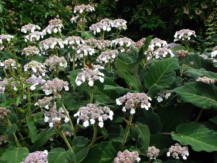 HYDRANGEA ASPERA SARGENTIANA