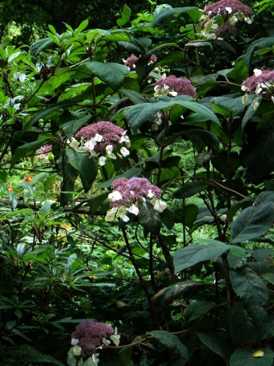 HYDRANGEA ASPERA SARGENTIANA