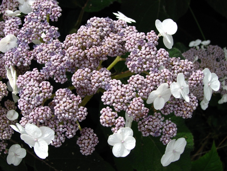 HYDRANGEA ASPERA SARGENTIANA