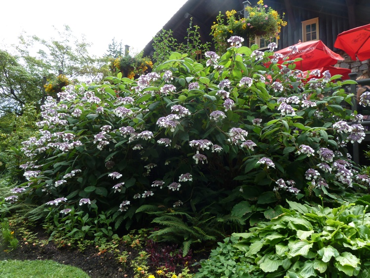 HYDRANGEA ASPERA VILLOSA