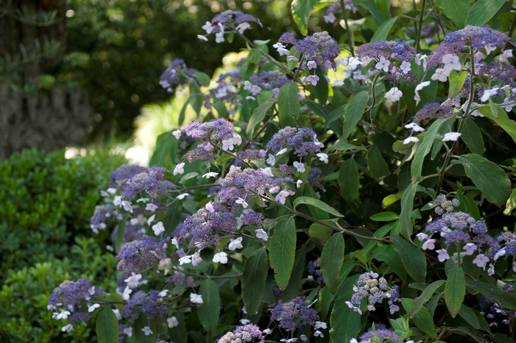 HYDRANGEA ASPERA VILLOSA