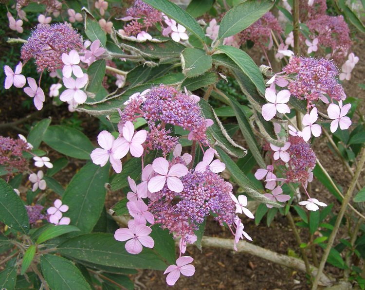 HYDRANGEA ASPERA VILLOSA