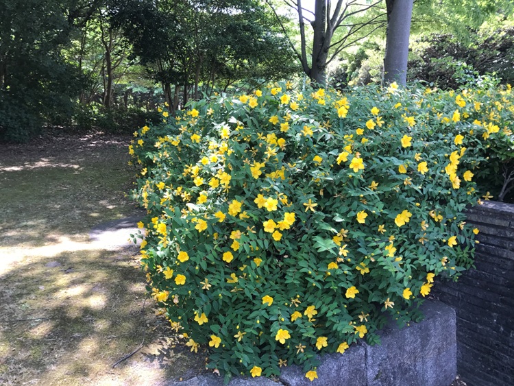 HYPERICUM CALYCINUM