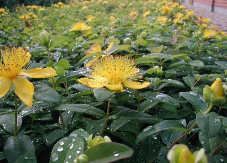 HYPERICUM CALYCINUM