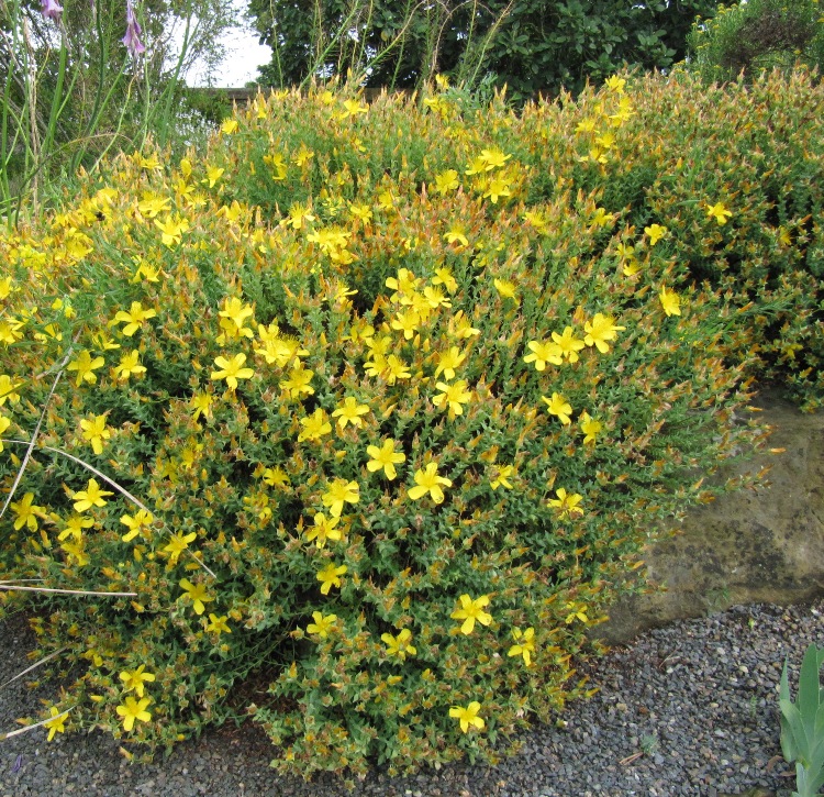 HYPERICUM POLYPHYLLUM