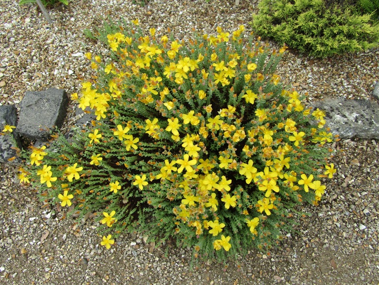 HYPERICUM POLYPHYLLUM