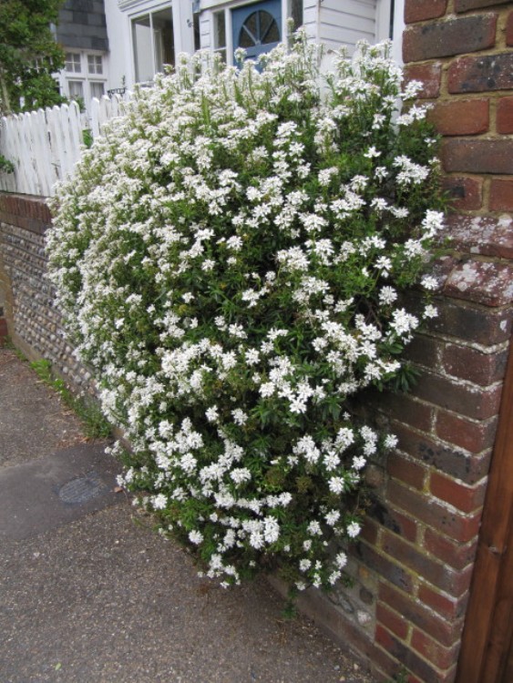 IBERIS SEMPERVIRENS SNOW FLAKE