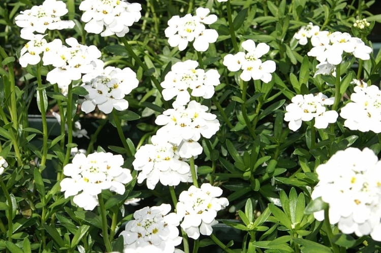 IBERIS SEMPERVIRENS SNOW FLAKE