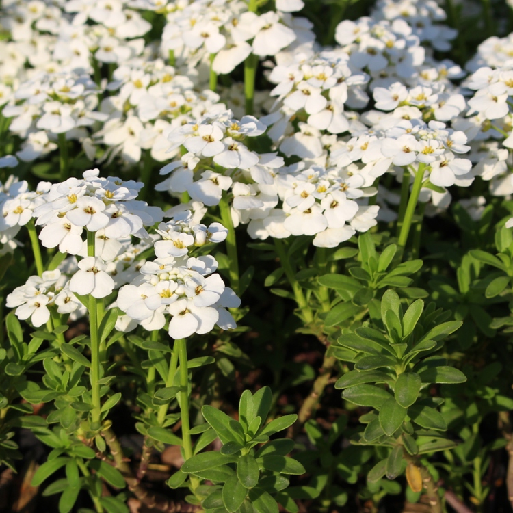IBERIS SEMPERVIRENS SNOW FLAKE