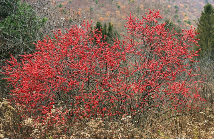 ILEX VERTICILLATA FEMMINA