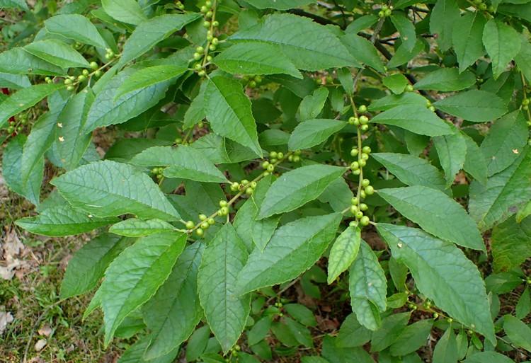 ILEX VERTICILLATA FEMMINA