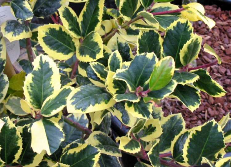 ILEX ALTACLERENSIS GOLDEN KING