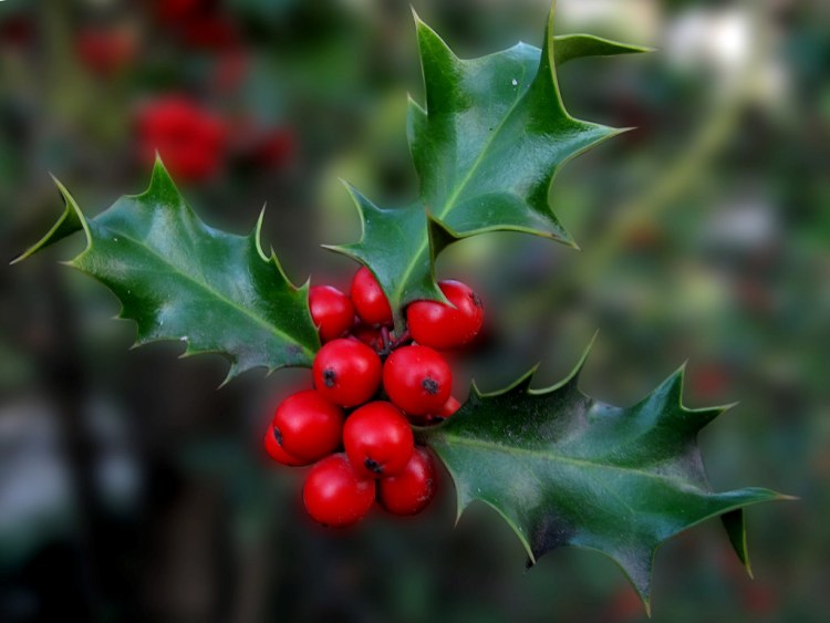 ILEX AQUIFOLIUM ALASKA