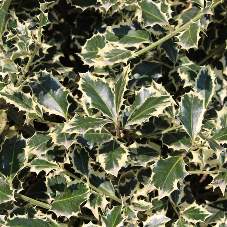 ILEX AQUIFOLIUM ARGENTEA 1/2 FUSTO