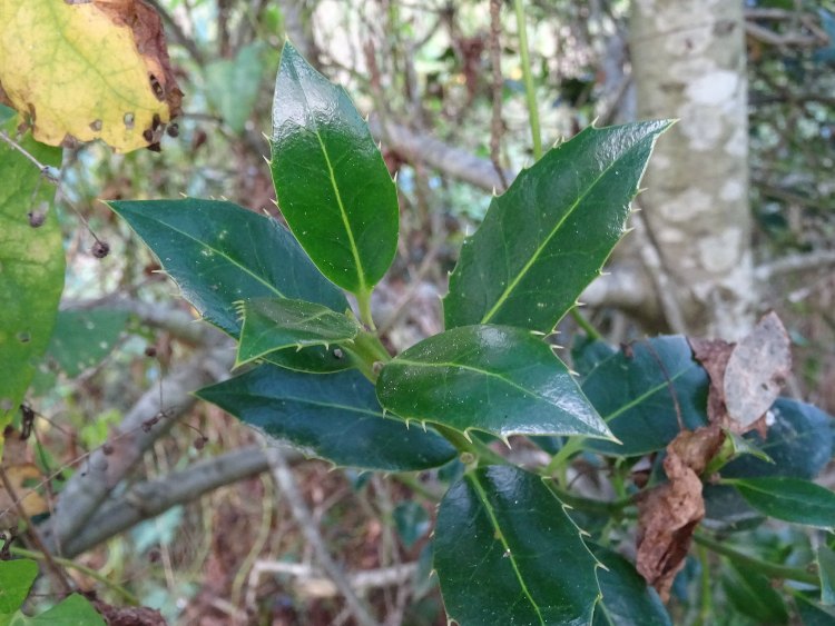 ILEX AQUIFOLIUM MYRTIFOLIA