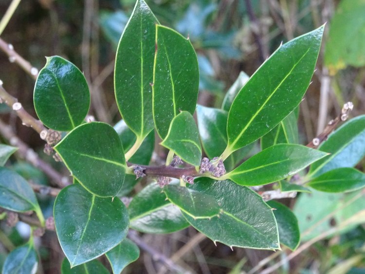 ILEX AQUIFOLIUM MYRTIFOLIA