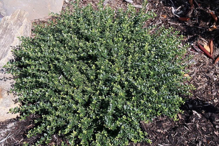 ILEX CRENATA