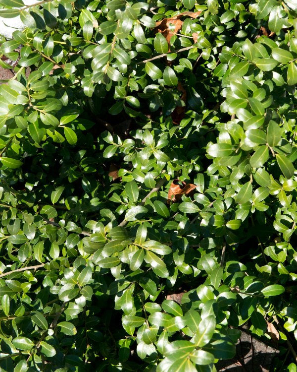 ILEX CRENATA A SPIRALE
