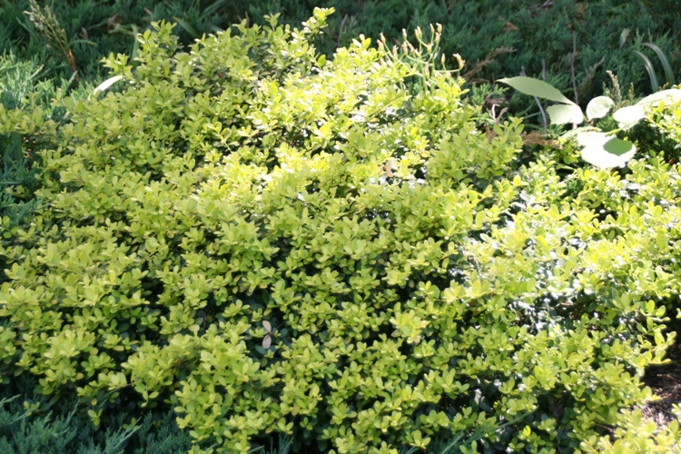 ILEX CRENATA GOLDEN GEM