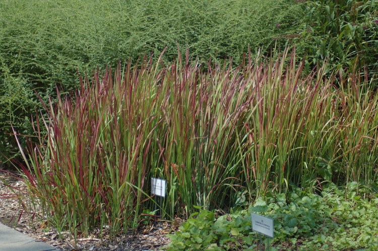 IMPERATA CYLINDRICA RED BARON