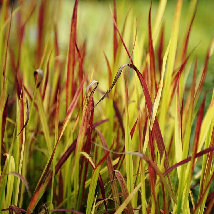 IMPERATA CYLINDRICA RED BARON