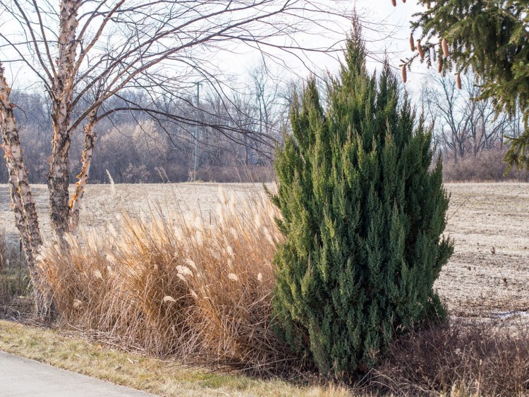 JUNIPERUS CHINENSIS STRICTA