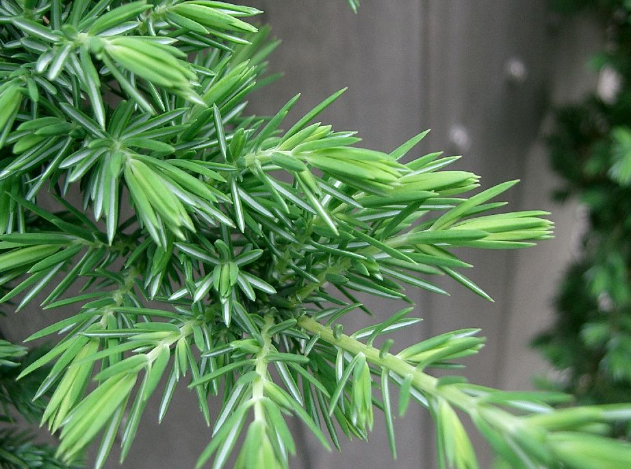 JUNIPERUS CONFERTA BLUE PACIFIC