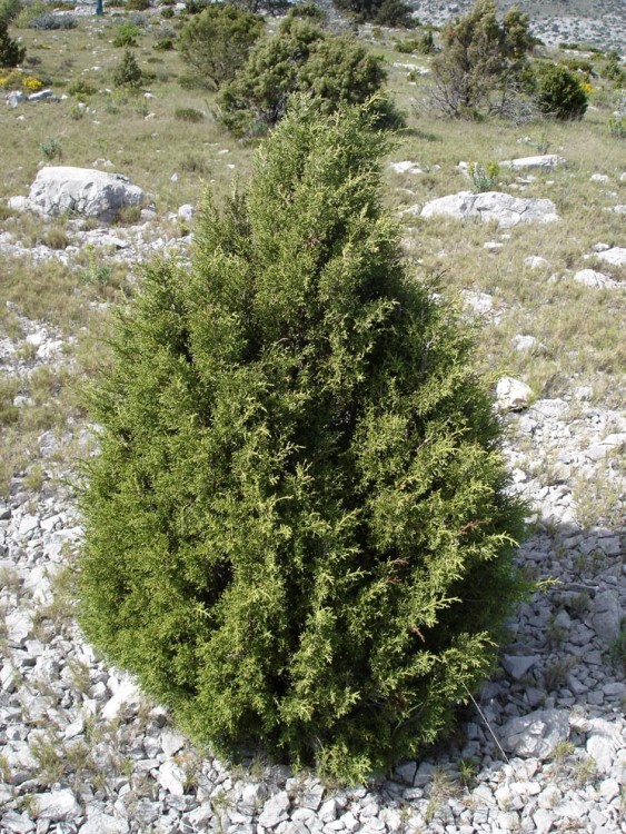 JUNIPERUS IN VARIETA'