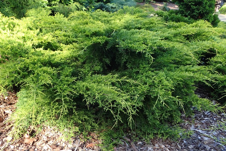 JUNIPERUS IN VARIETA'