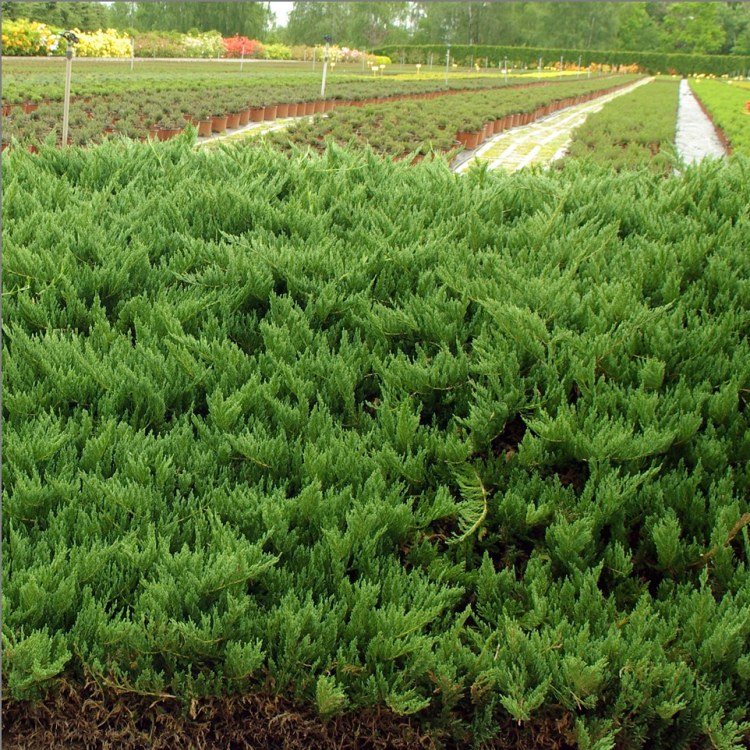 JUNIPERUS SABINA TAMARISCIFOLIA